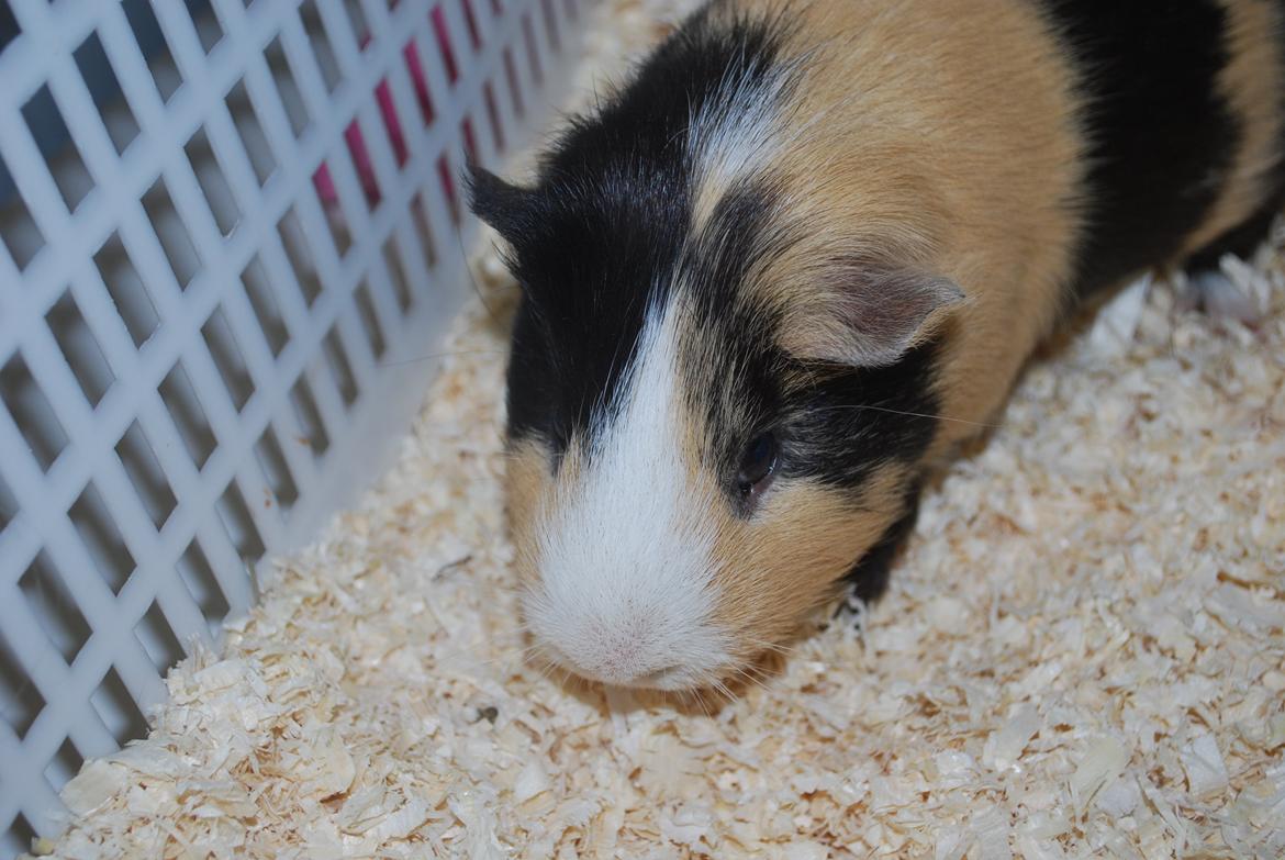 Marsvin Brumle - Mælkebøttehimlen. billede 8