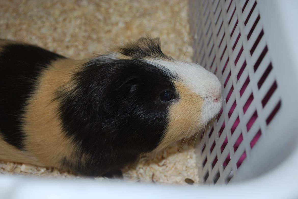 Marsvin Brumle - Mælkebøttehimlen. billede 9