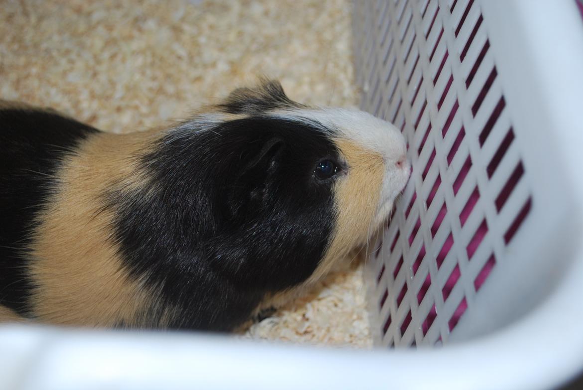 Marsvin Brumle - Mælkebøttehimlen. billede 10