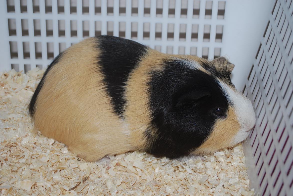 Marsvin Brumle - Mælkebøttehimlen. billede 11