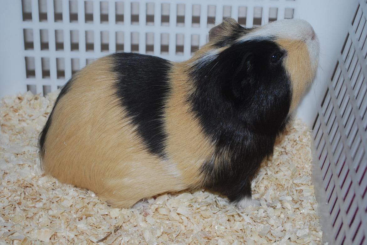 Marsvin Brumle - Mælkebøttehimlen. billede 12