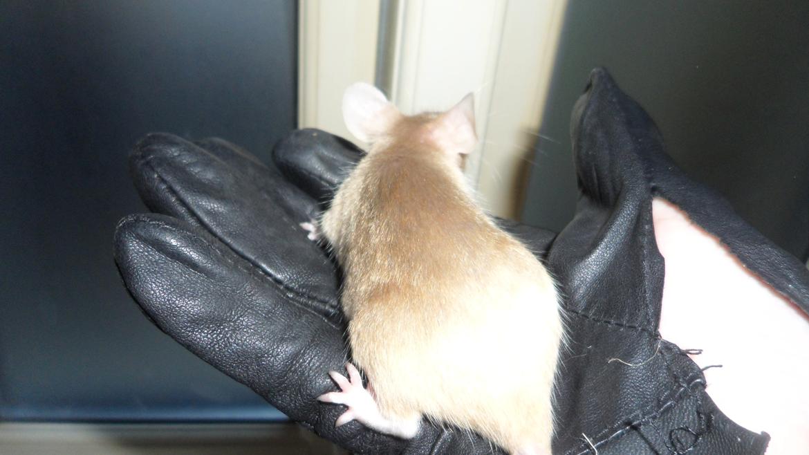 Mus Kamisama billede 16