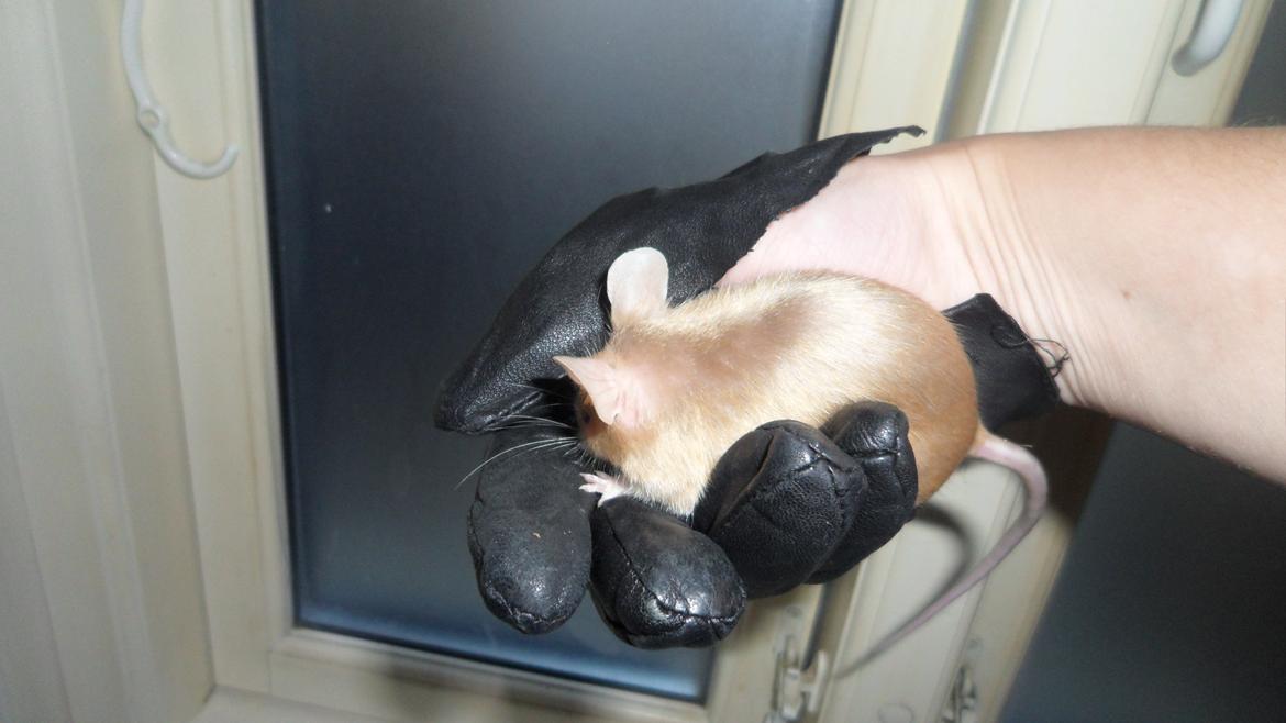 Mus Kamisama billede 17