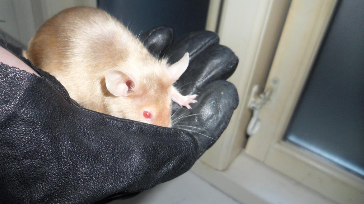 Mus Kamisama billede 18