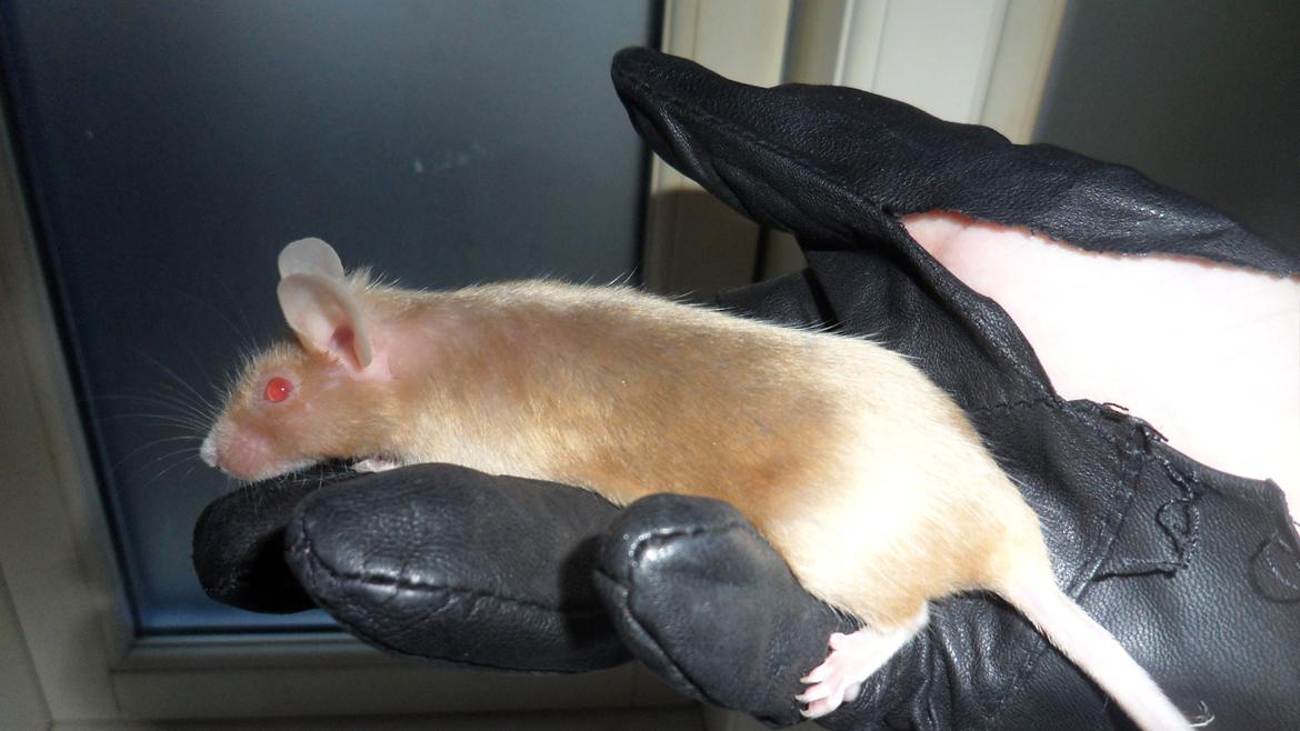 Mus Kamisama billede 1