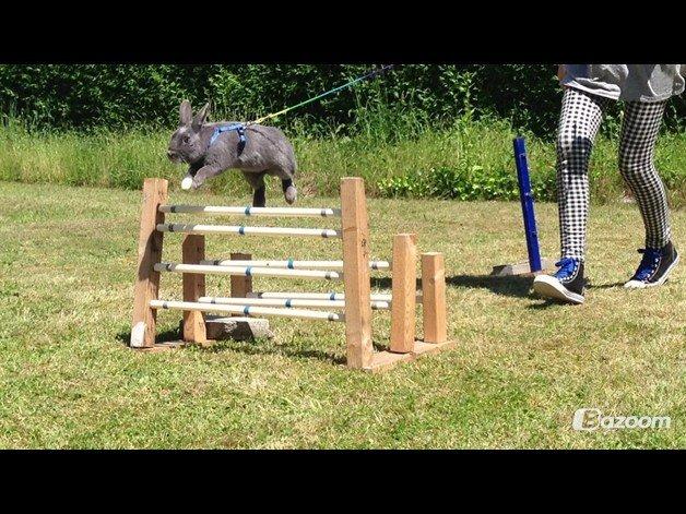 Kanin Makara's blue lightning15/9-2012 - februar 2015 † billede 1