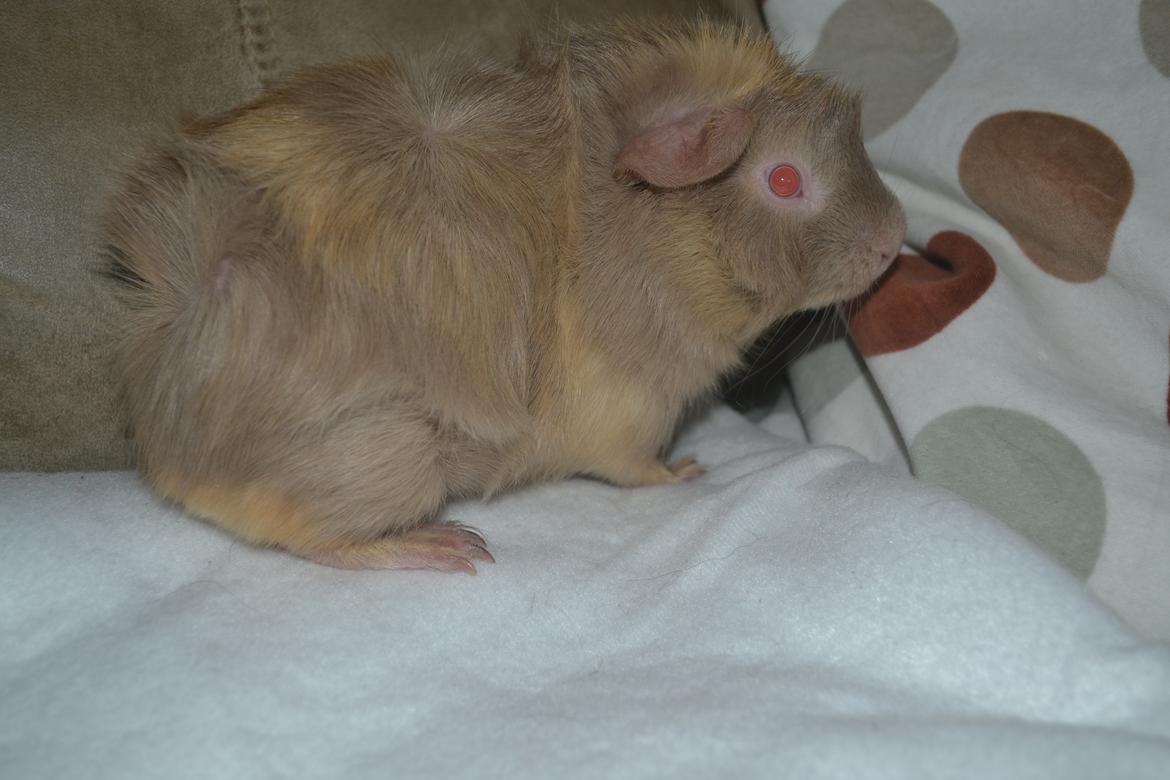 Marsvin Pumba billede 2