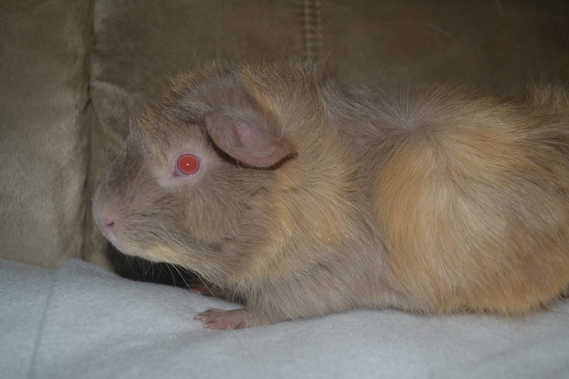 Marsvin Pumba billede 3