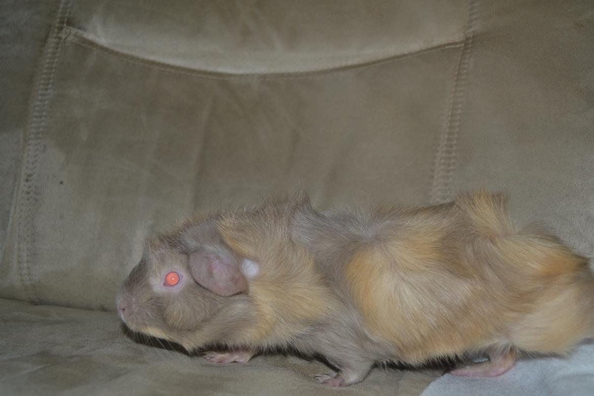 Marsvin Pumba - Pumba er lige ved at se hvad der er rundt omkring ham. billede 4