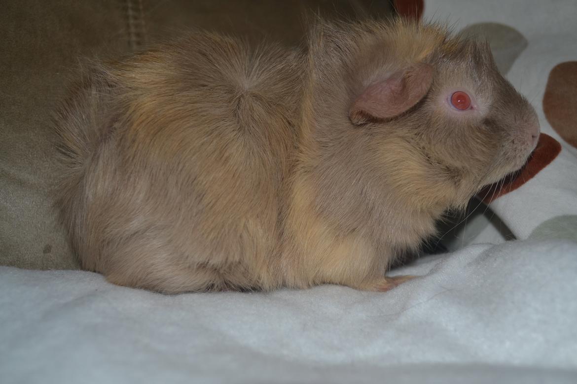 Marsvin Pumba billede 5