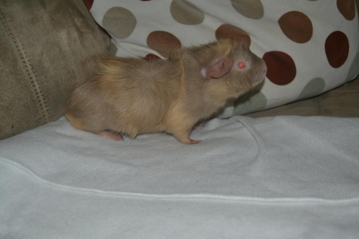 Marsvin Pumba billede 6