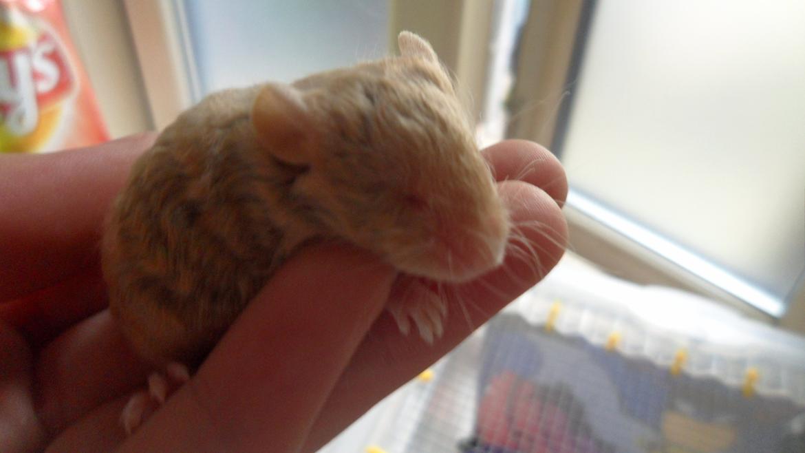 Mus Netsumi's Me o shita billede 3