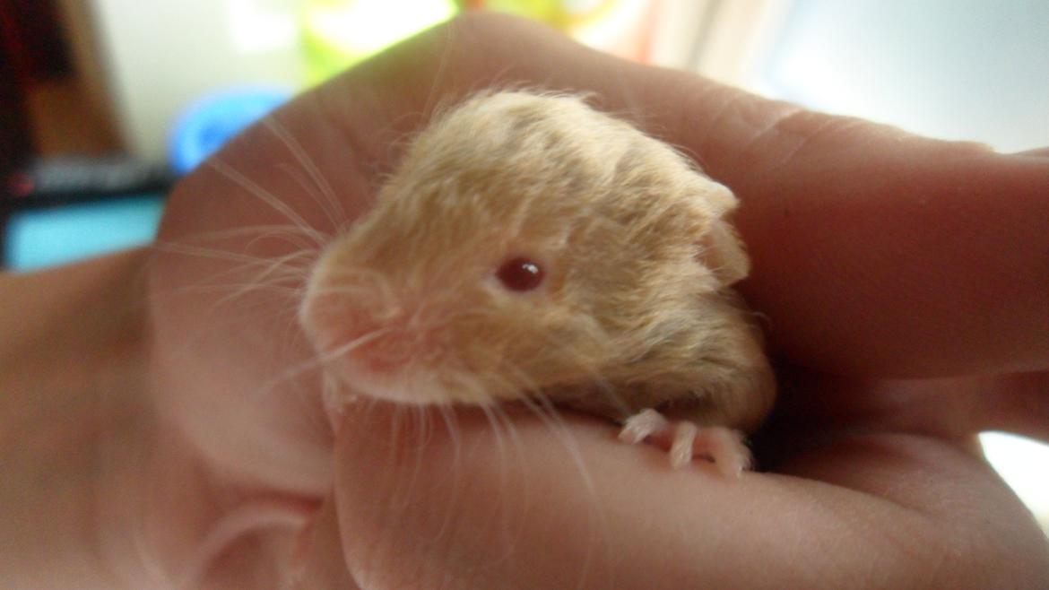 Mus Netsumi's Me o shita billede 2