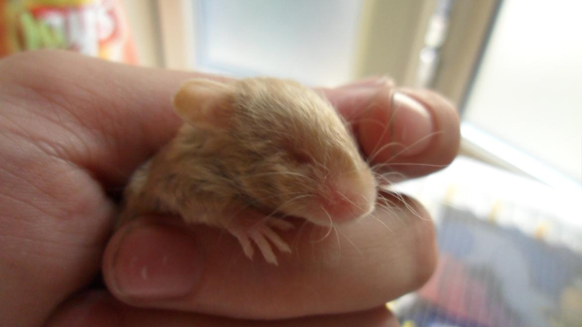 Mus Netsumi's Me o shita billede 4