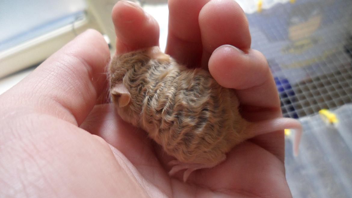 Mus Netsumi's Me o shita billede 5