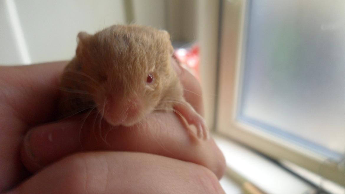 Mus Netsumi's Me o shita billede 1