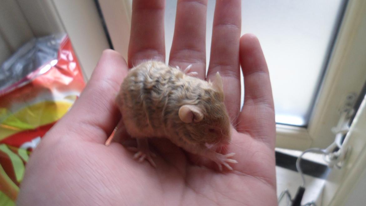 Mus Netsumi's Saitou billede 2