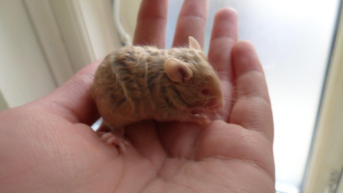 Mus Netsumi's Saitou billede 3