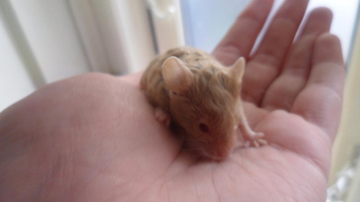 Mus Netsumi's Saitou billede 4