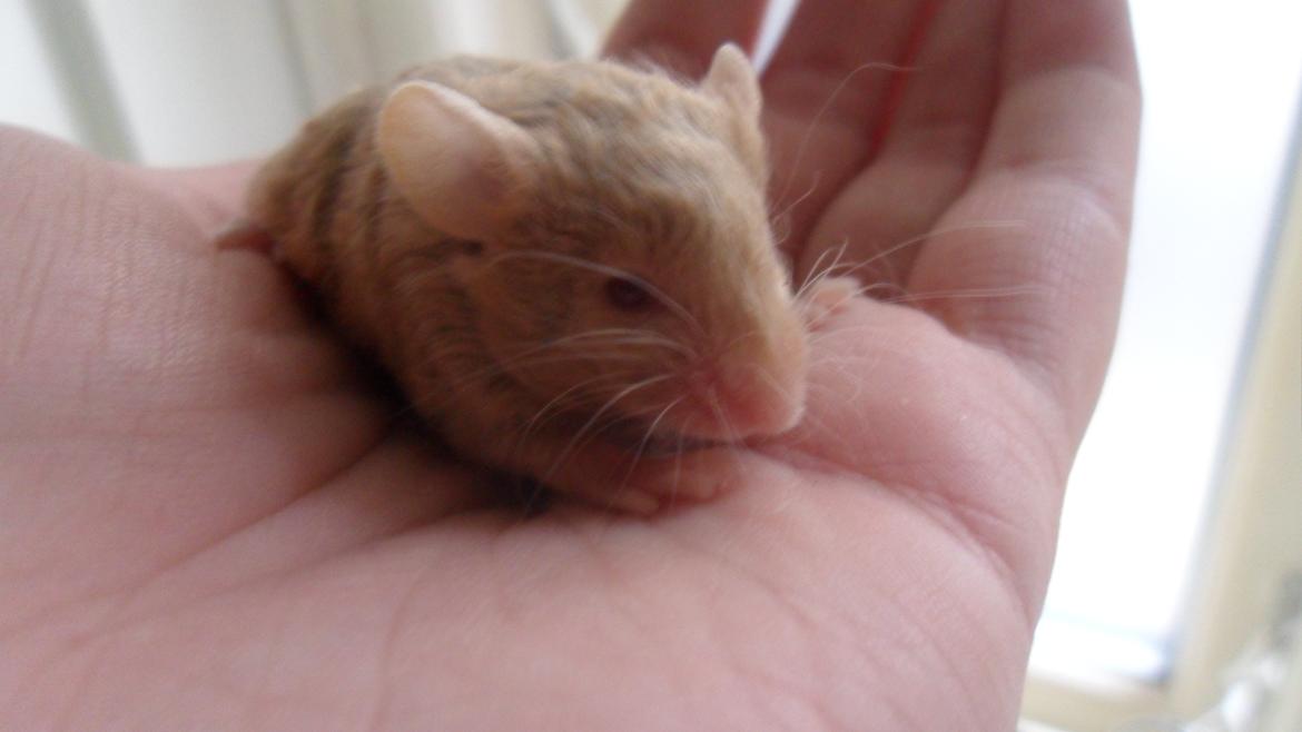 Mus Netsumi's Saitou billede 1