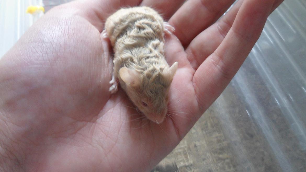 Mus Netsumi's Saitou billede 5