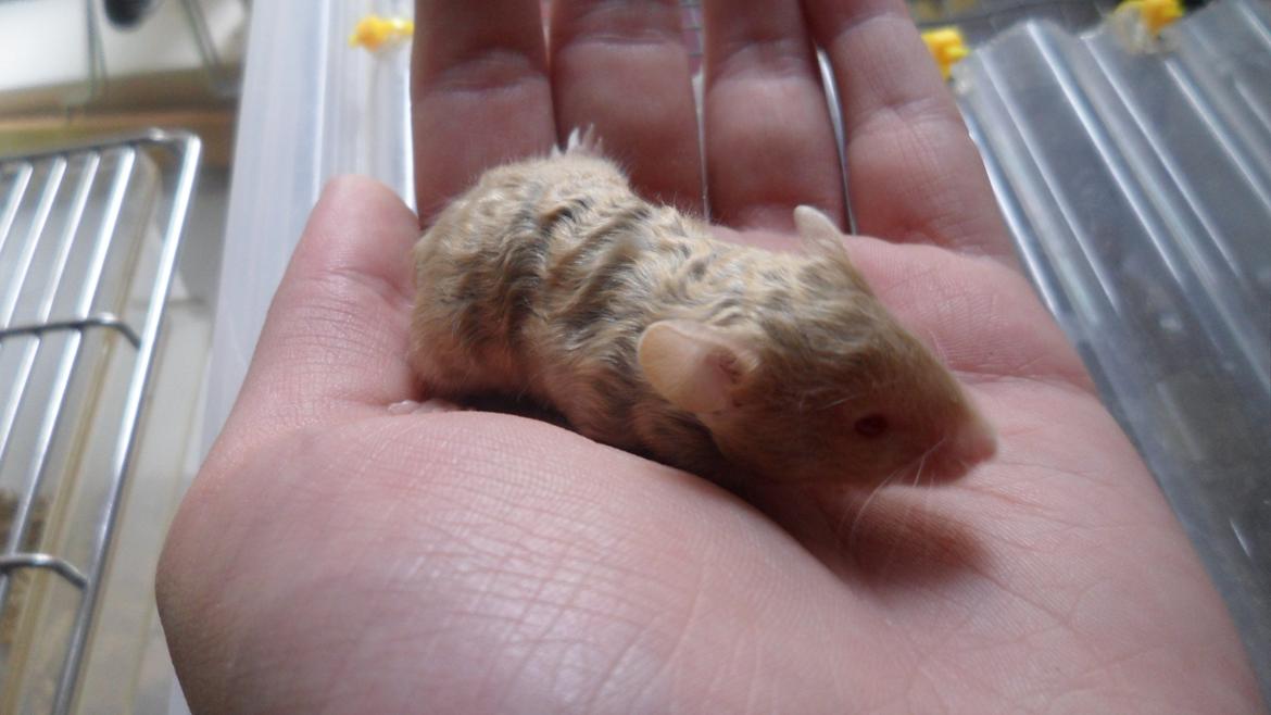 Mus Netsumi's Saitou billede 6