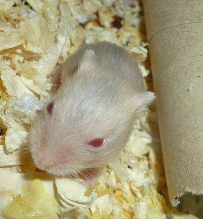 Dværghamster Tut-Zoo´s Vanilla Surprise billede 13