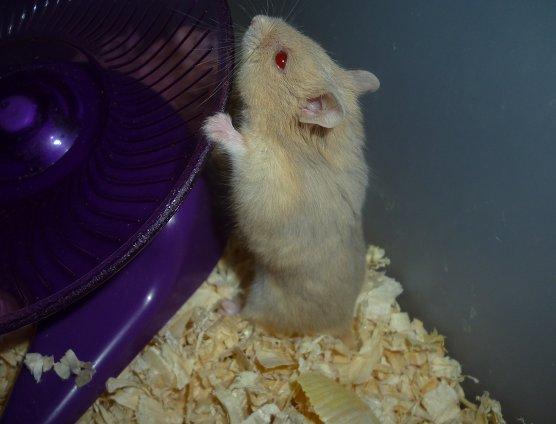 Dværghamster Tut-Zoo´s Vanilla Surprise billede 14