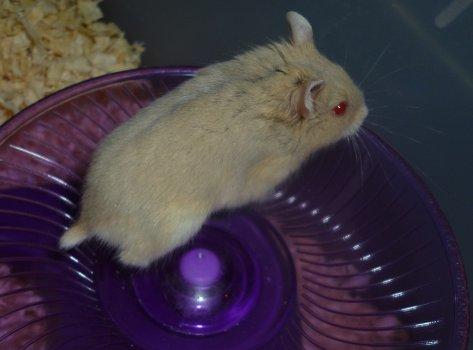 Dværghamster Tut-Zoo´s Vanilla Surprise billede 15