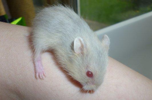 Dværghamster Tut-Zoo´s Vanilla Surprise billede 16