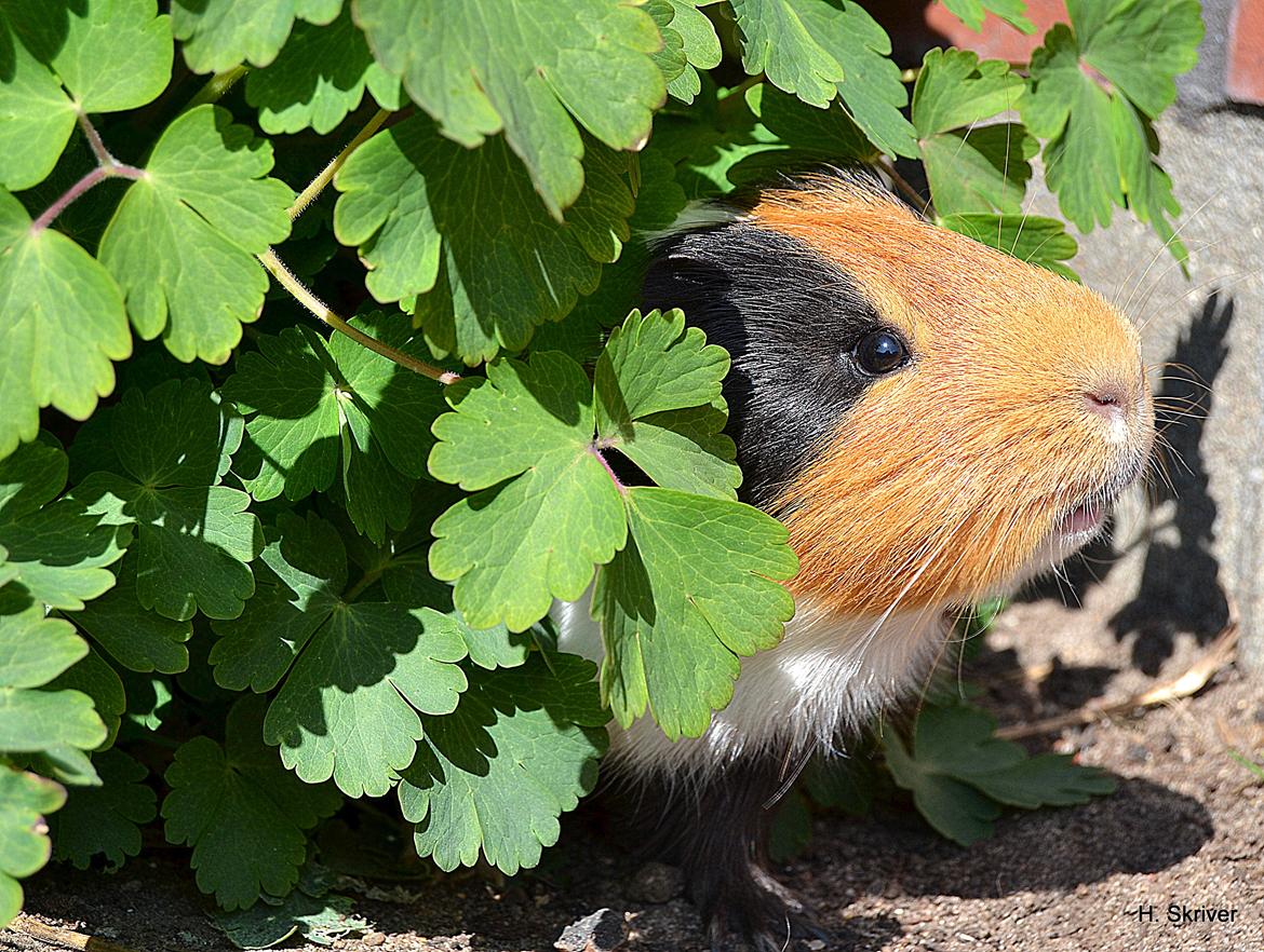 Marsvin Tejs billede 5