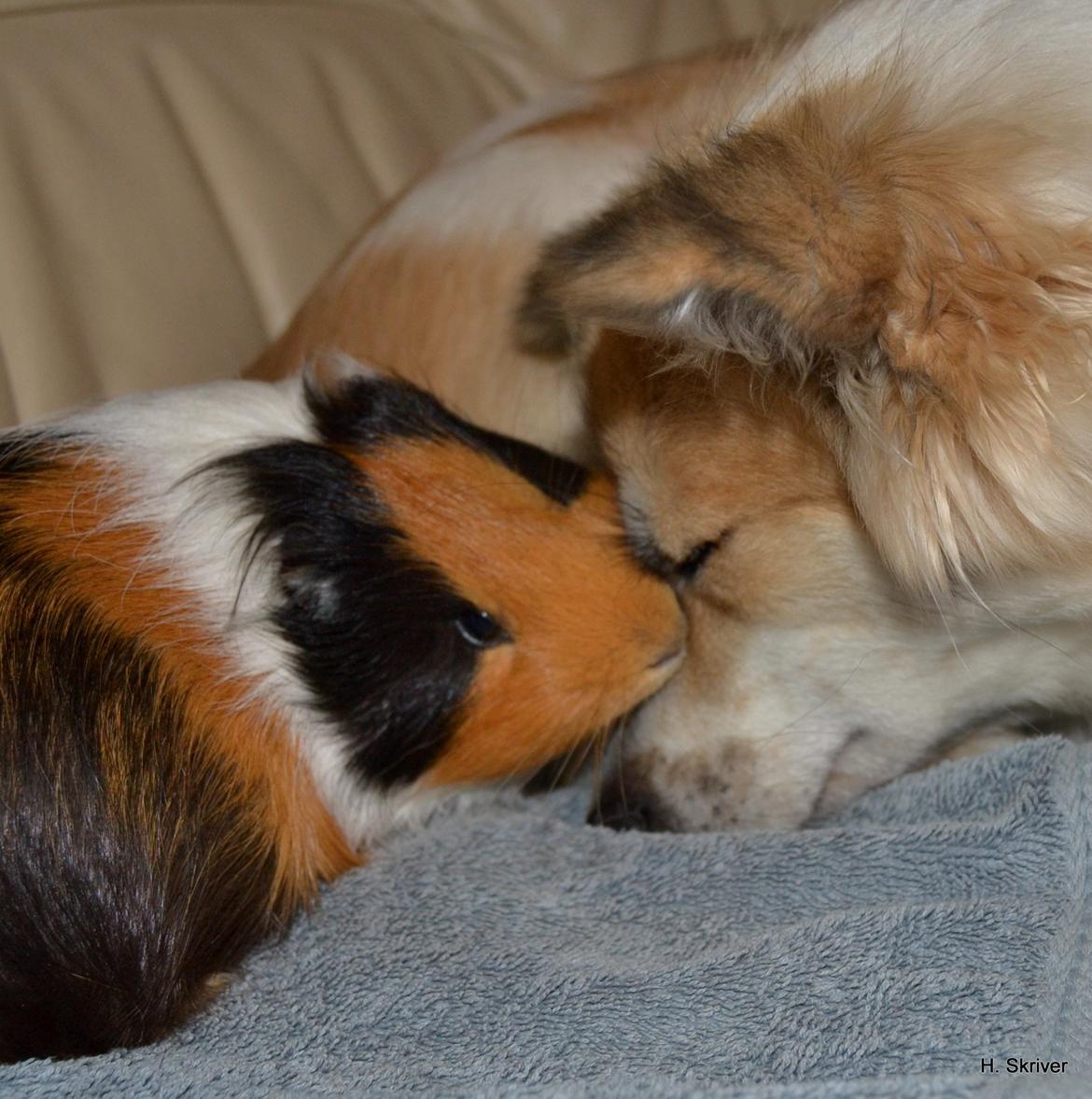 Marsvin Tejs - Tejs og Milla hygger :) billede 6