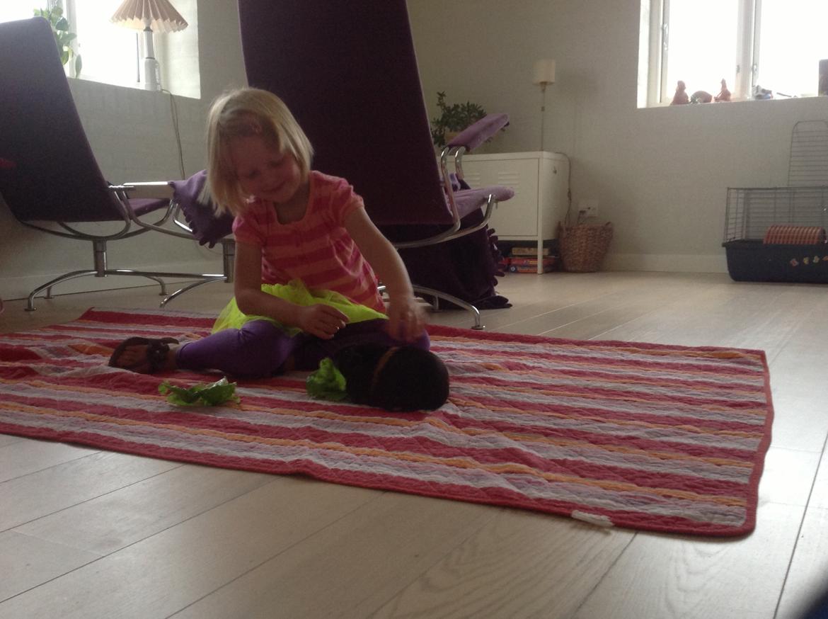 Marsvin Brombas Himmelgnaver. R.I.P!?? billede 7