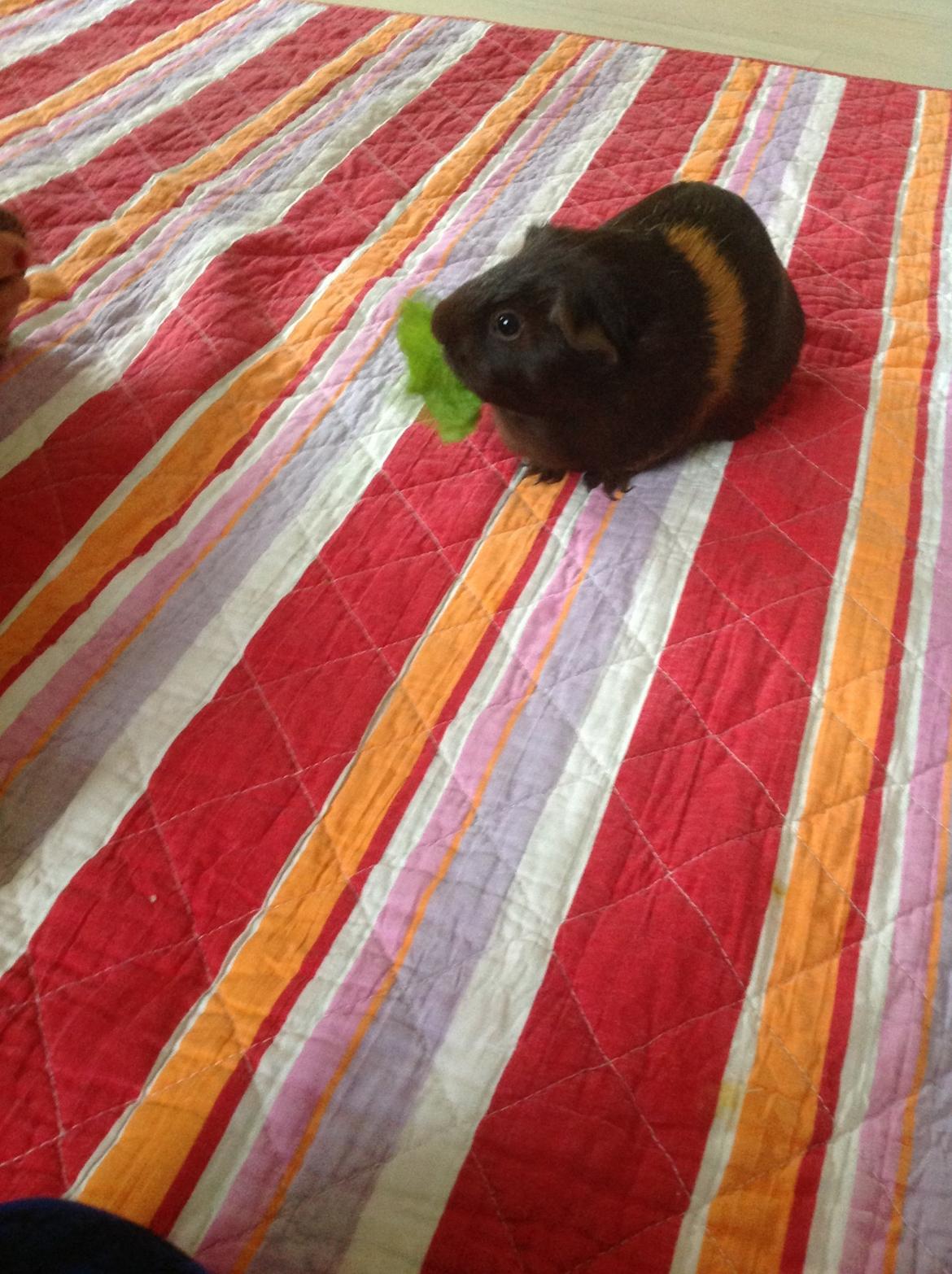 Marsvin Brombas Himmelgnaver. R.I.P!?? billede 8