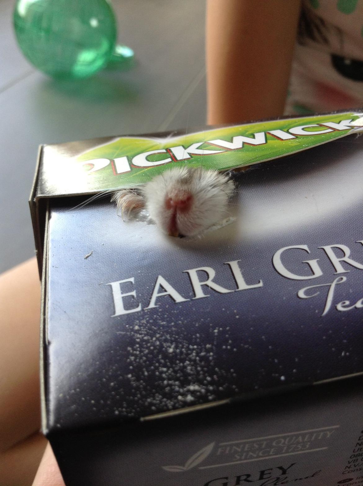 Hamster Nugga billede 13