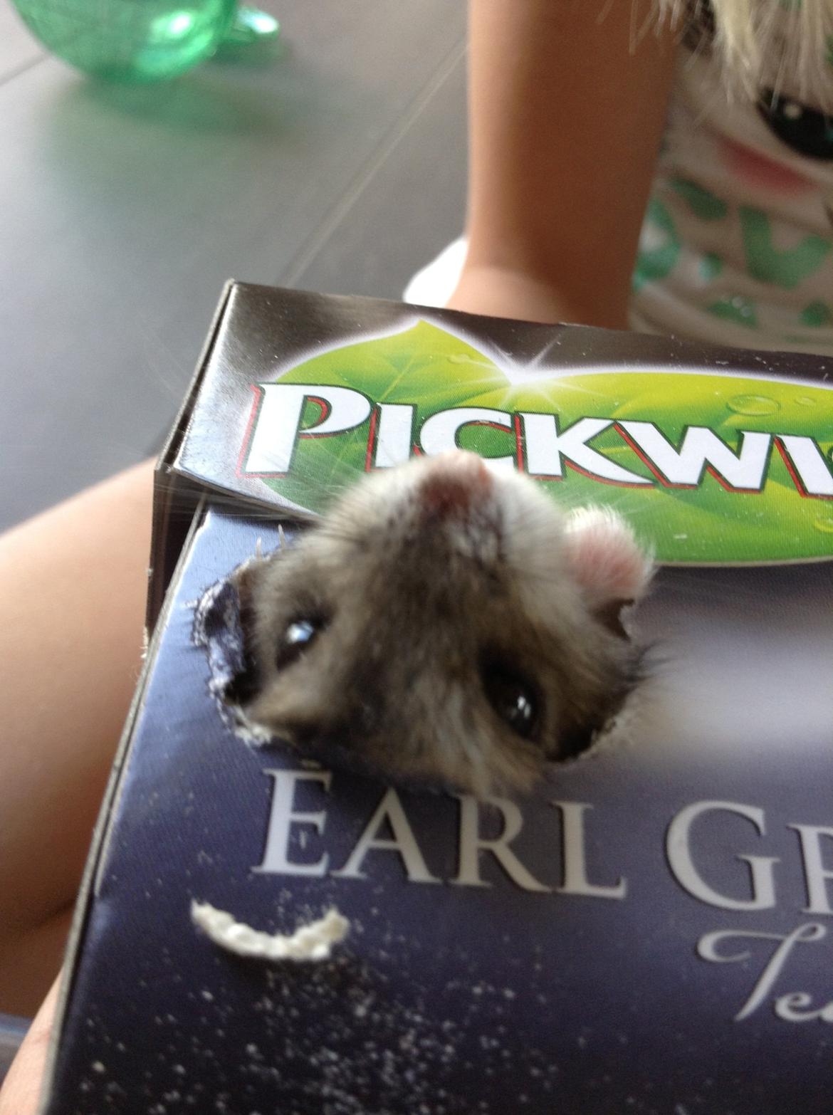 Hamster Nugga billede 16