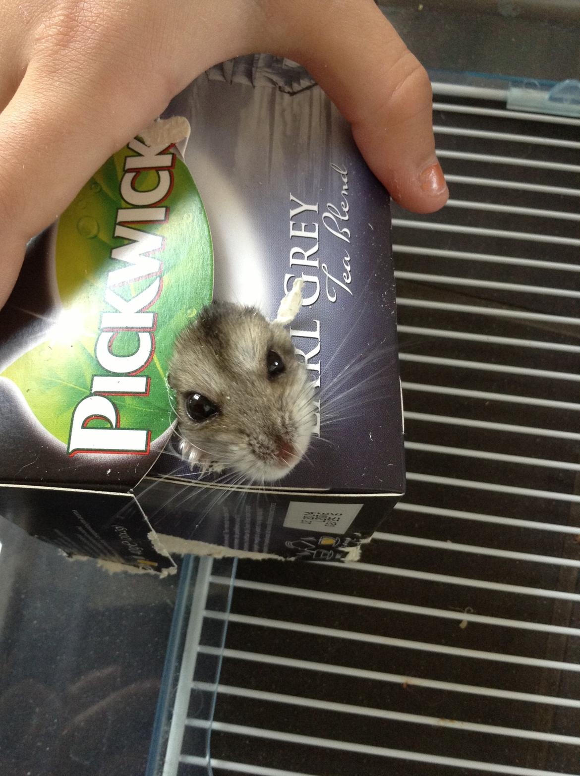 Hamster Nugga billede 14