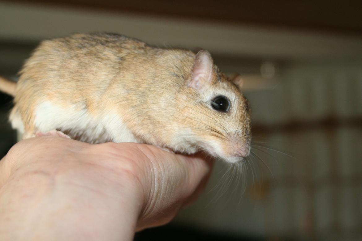 Ørkenrotte *SHAW GERBIL* billede 2