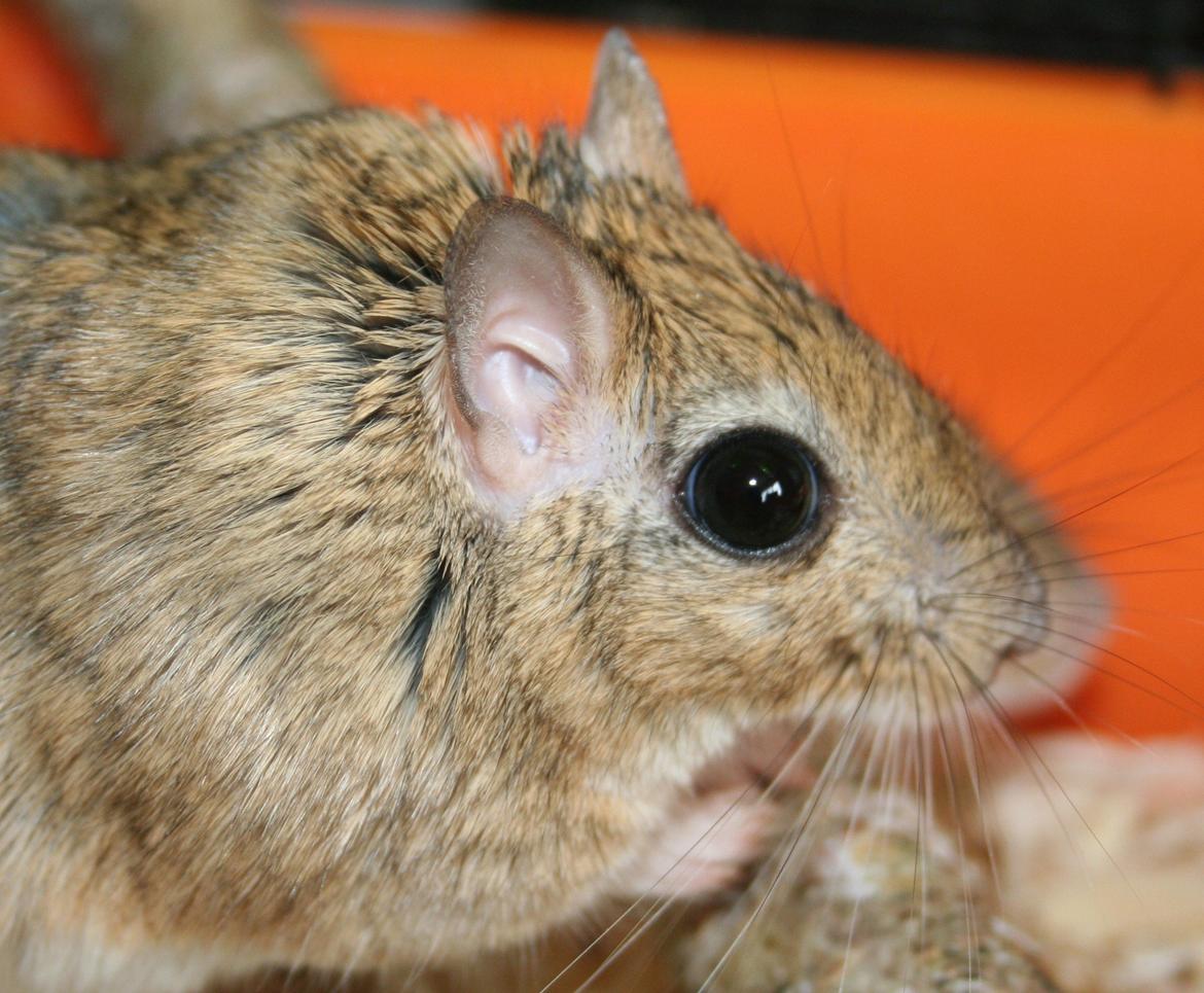 Ørkenrotte *SHAW GERBIL* billede 1