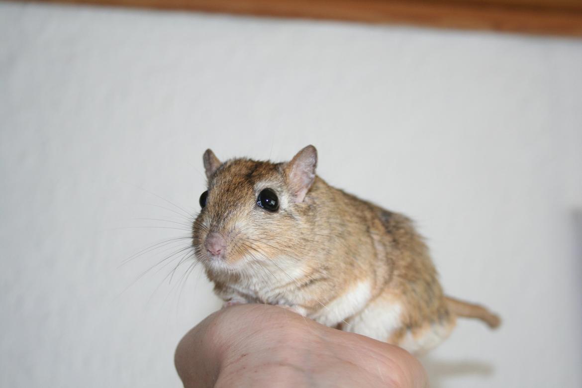 Ørkenrotte *SHAW GERBIL* billede 3