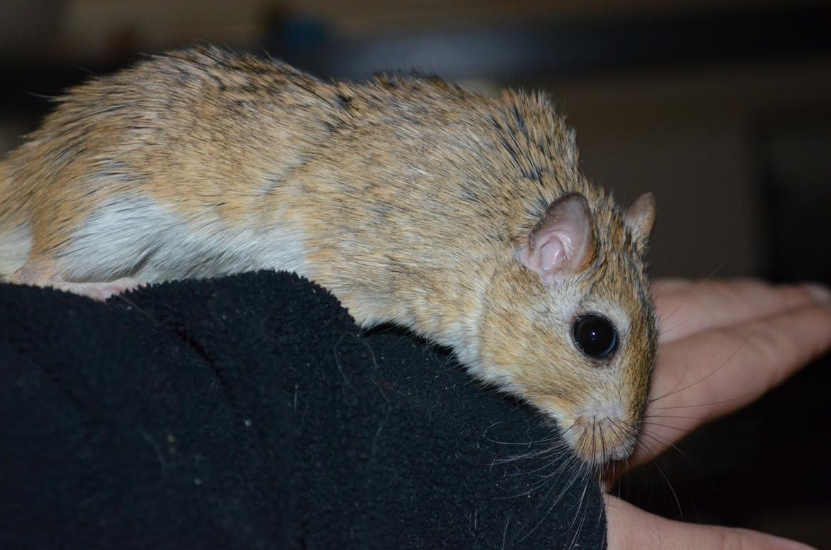 Ørkenrotte *SHAW GERBIL* billede 4