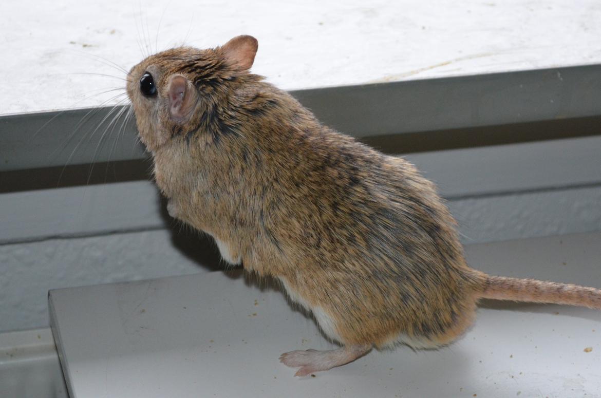Ørkenrotte *SHAW GERBIL* billede 5