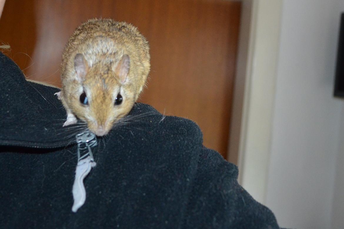 Ørkenrotte *SHAW GERBIL* billede 6