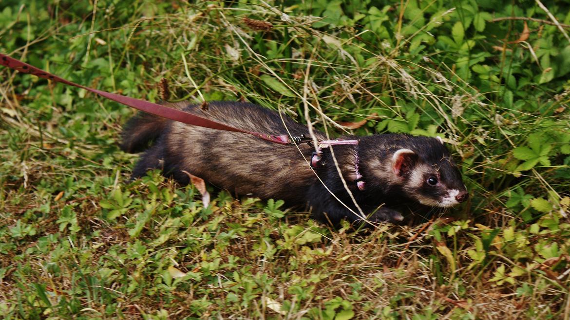 Ilder | Playfull Ferret's Frederik billede 12