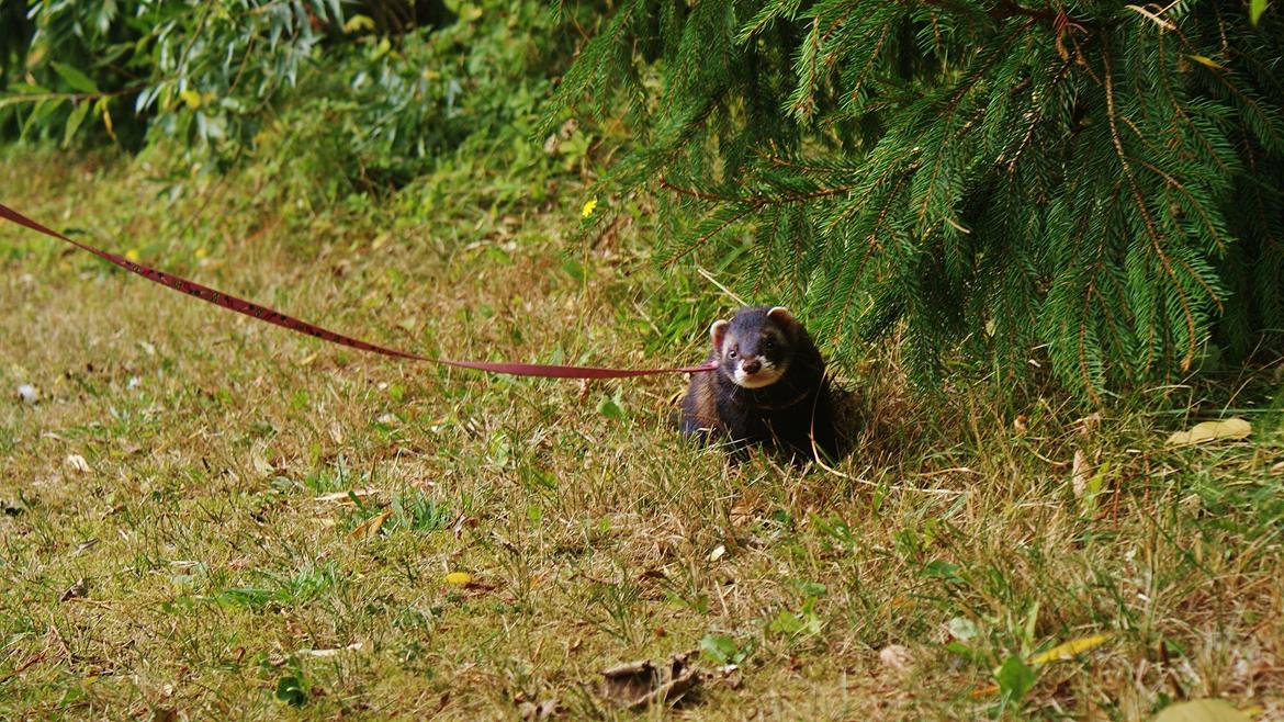 Ilder | Playfull Ferret's Frederik billede 14