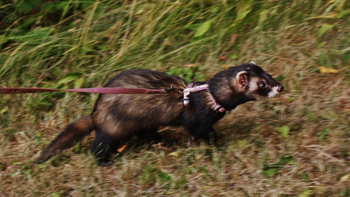 Ilder | Playfull Ferret's Frederik billede 15