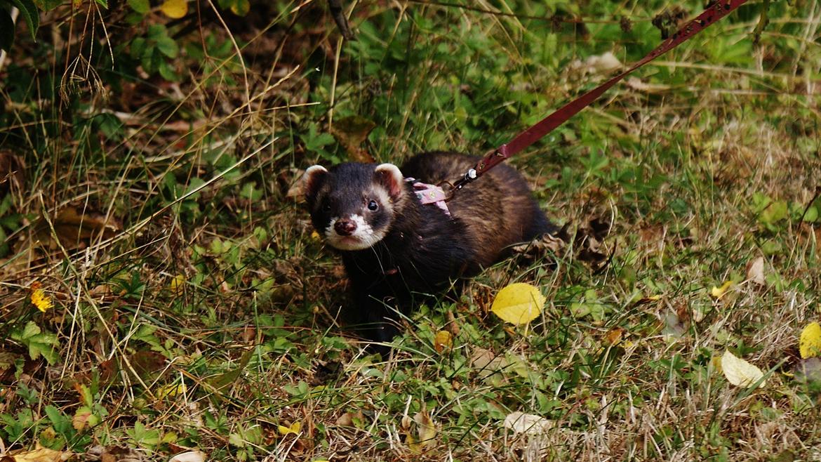 Ilder | Playfull Ferret's Frederik billede 19