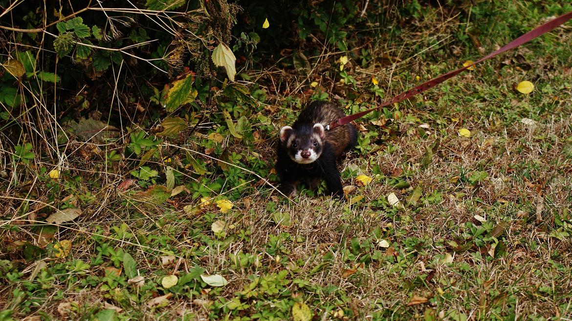 Ilder | Playfull Ferret's Frederik billede 20