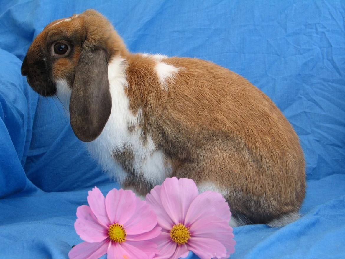 Kanin Buller - Smukke buller billede 1