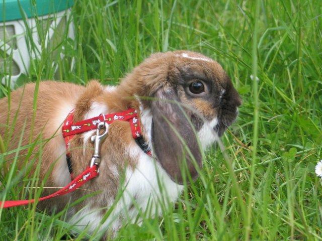 Kanin Buller billede 2